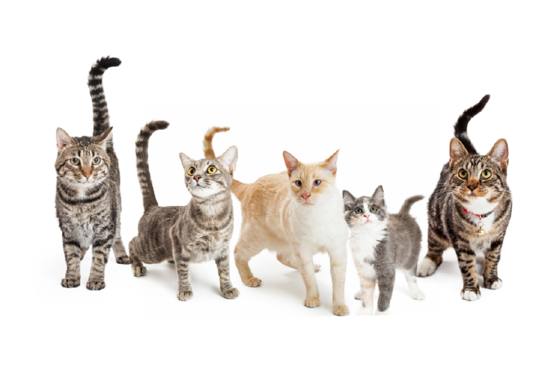 Reduced Cat Fees