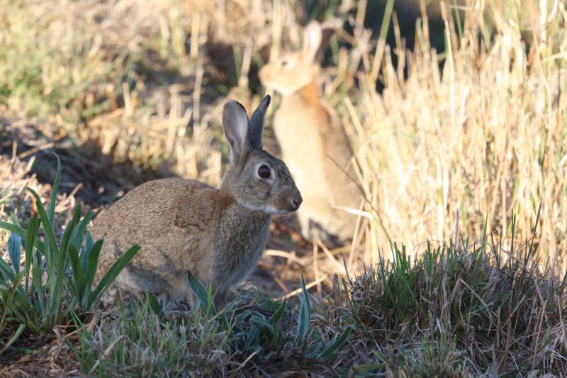 Wabbits