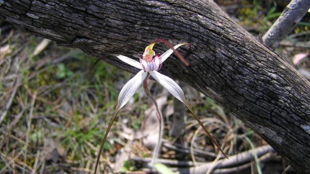 Inverleigh spider orchid
